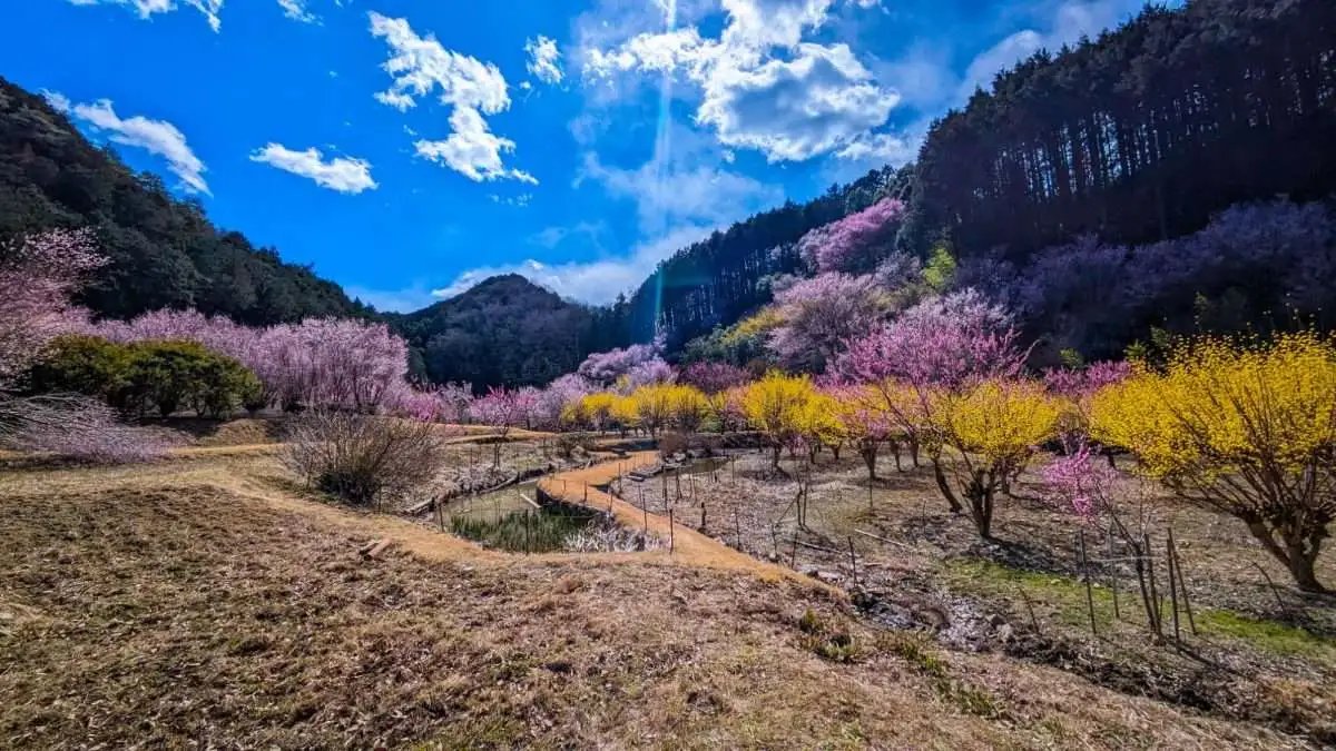🏞️ 고다이라 시립 중앙공원 (코다이라 시리츠 추오 코엔) 이미지 6